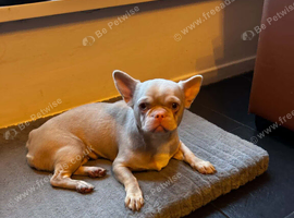 The most sweet,gentle and cute pink tan frenchie cross girl just perfect needs a home