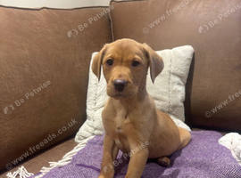 Chunky Labrador Girl Pups Ready Now