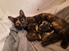 Female Calico Kitten