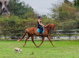 Gorgeous all rounder 16.2 gelding