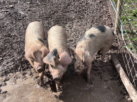 3 FATTENED 11 MONTH OLD GILTS