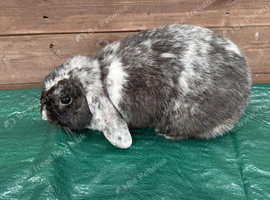 Female English lop rabbit for sale in partington