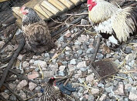 Chocolate laced pekin trio beautiful set has many chicks on the ground very fertile