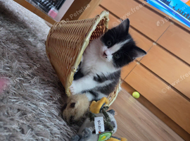 Kitten will be ready end of September