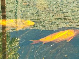 Pond fish orfes