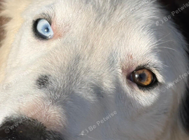 Pedigree Border Collie