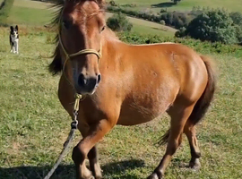 Sweet Dartmoor Hill Pony Gelding