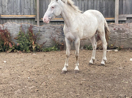 Loving 2yr old gelding for sale
