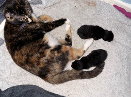 Two adorable kittens for sale