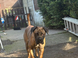 Cane corso