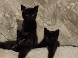 Ragdoll mixed kittens