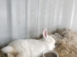 New Zealand rabbits