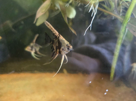 Angel fish