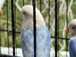 Lovebirds