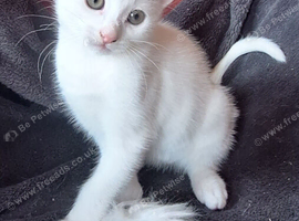 Beautiful White Kittens