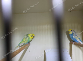 Helicopter budgies