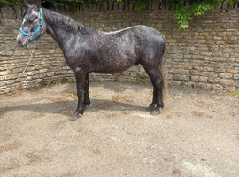 13.3 4 yr old project  Connemara x gelding