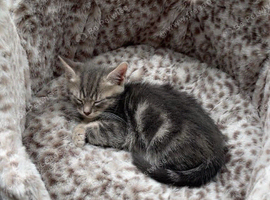 Make kitten 11 weeks