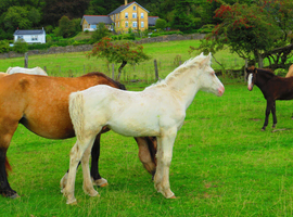 2 champagne colts and 1 palomino filly