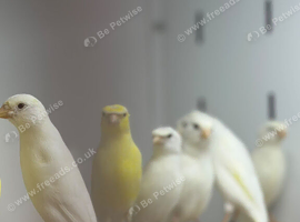 Rylander canaries