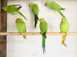 Beautiful young Indian ringneck parrots for sale.