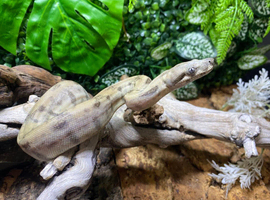 Ghost Nicaraguan Dwarf Boa at Birmingham Reptiles