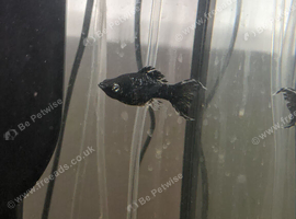 Any 7 Fish FREE No time wasters please. See photos.