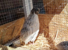 Male quail for sale