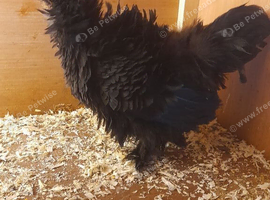 1 black frizzle bantam chicken