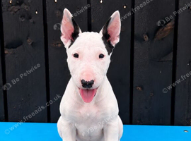 Stunning English bull terrier puppies for sale