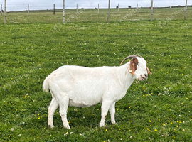 Boer Nannie goats