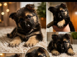 Stunning German Shepherds