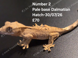 Dalmatian Juvenile crested geckos with full Lineage