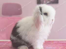 Pure bred mini lop