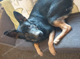 German shepherd