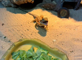 Bearded dragon and enclosure