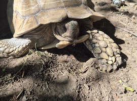 Sulcata