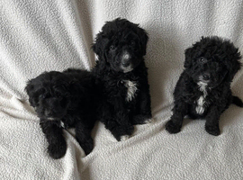 Bordoodle puppies