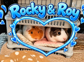2 guinea pigs for adoption