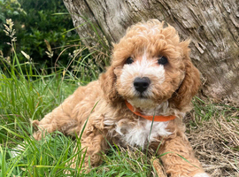 Cavachon x toy poodle