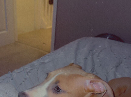 8 month old puppy for re homing