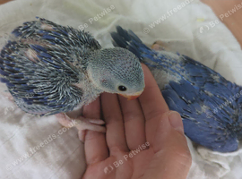 Indian Ringnecks babies cobalt rare mutation hand reared