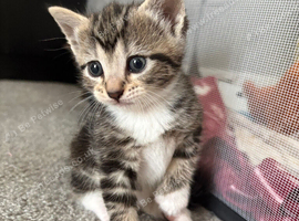 Kitten 4 weeks old