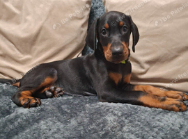 Doberman pups Female last 2 Ready now