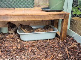 Quails available