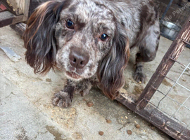 Male cocker spaniel