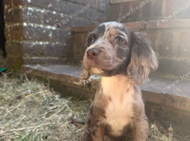 Working cocker spaniel puppies