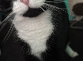 Lucky (adult cat )