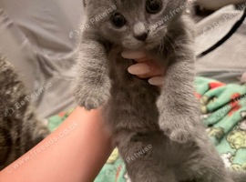 British shorthair tabby&rsquo;s