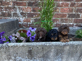 Stunning cockapoo puppies